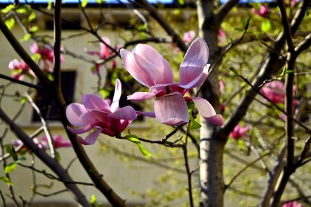 Free stock photo of bloom, blossom, italy photo