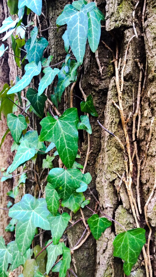 Free stock photo of nature, tree