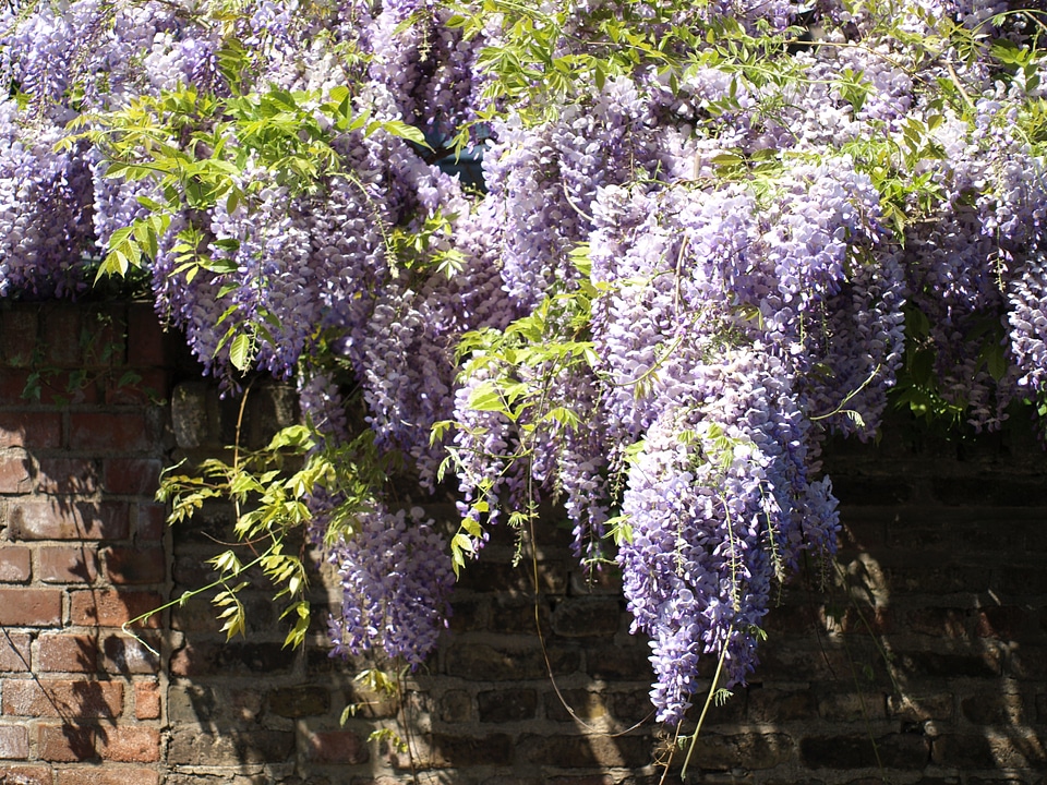 Wisteria flowers purple
