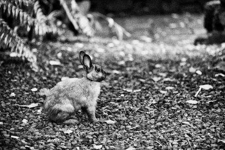 Free stock photo of black and-white, bunny, theme easter photo