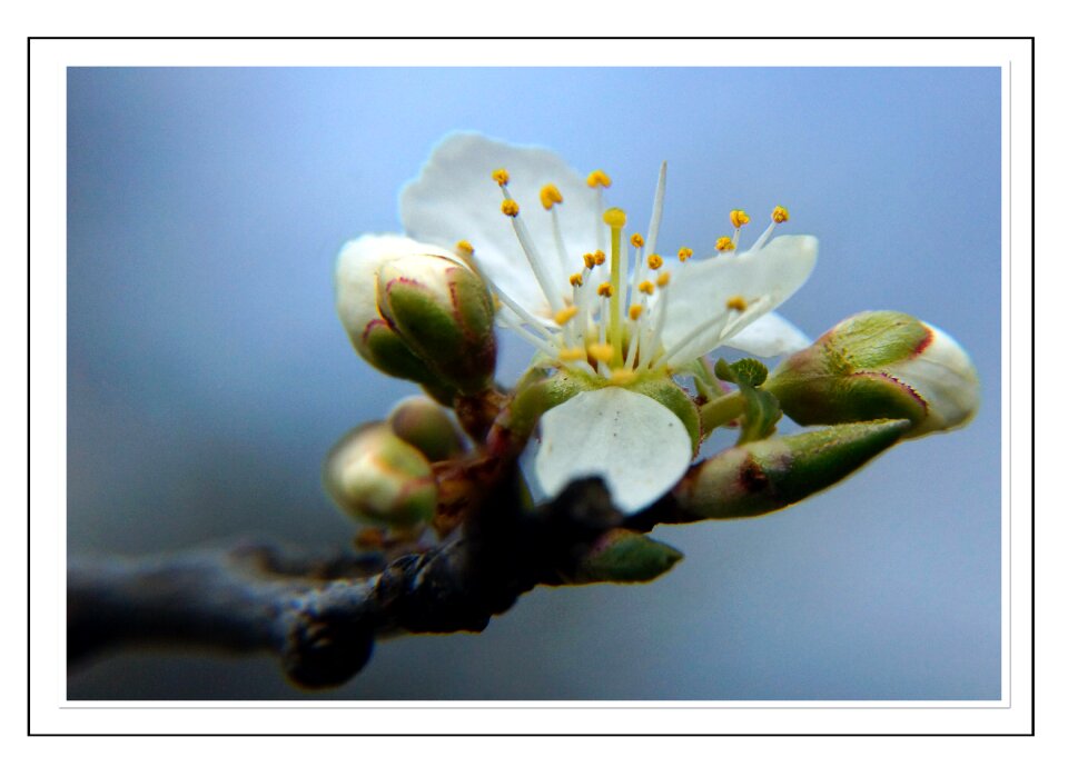 Free stock photo of blue, cherry, flower