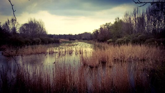 Free stock photo of marshland, nature, swamp photo