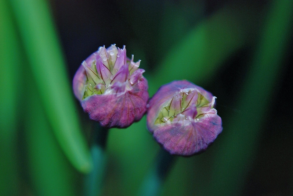 Wild flower purple flowers nature