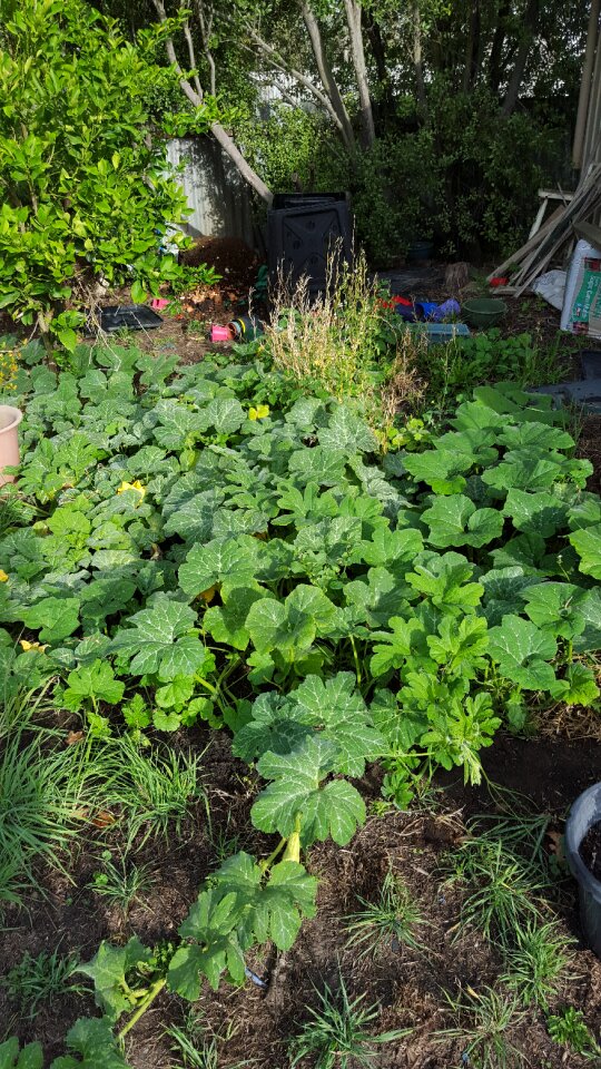 Free stock photo of garden