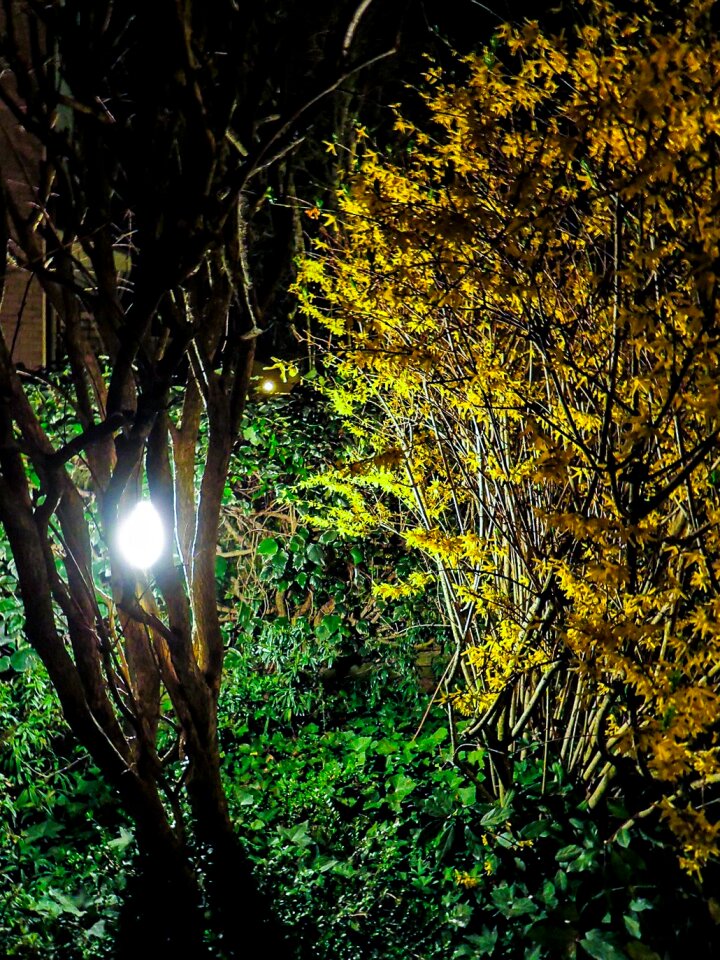 Free stock photo of easter, garden, night