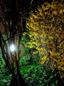 Free stock photo of easter, garden, night