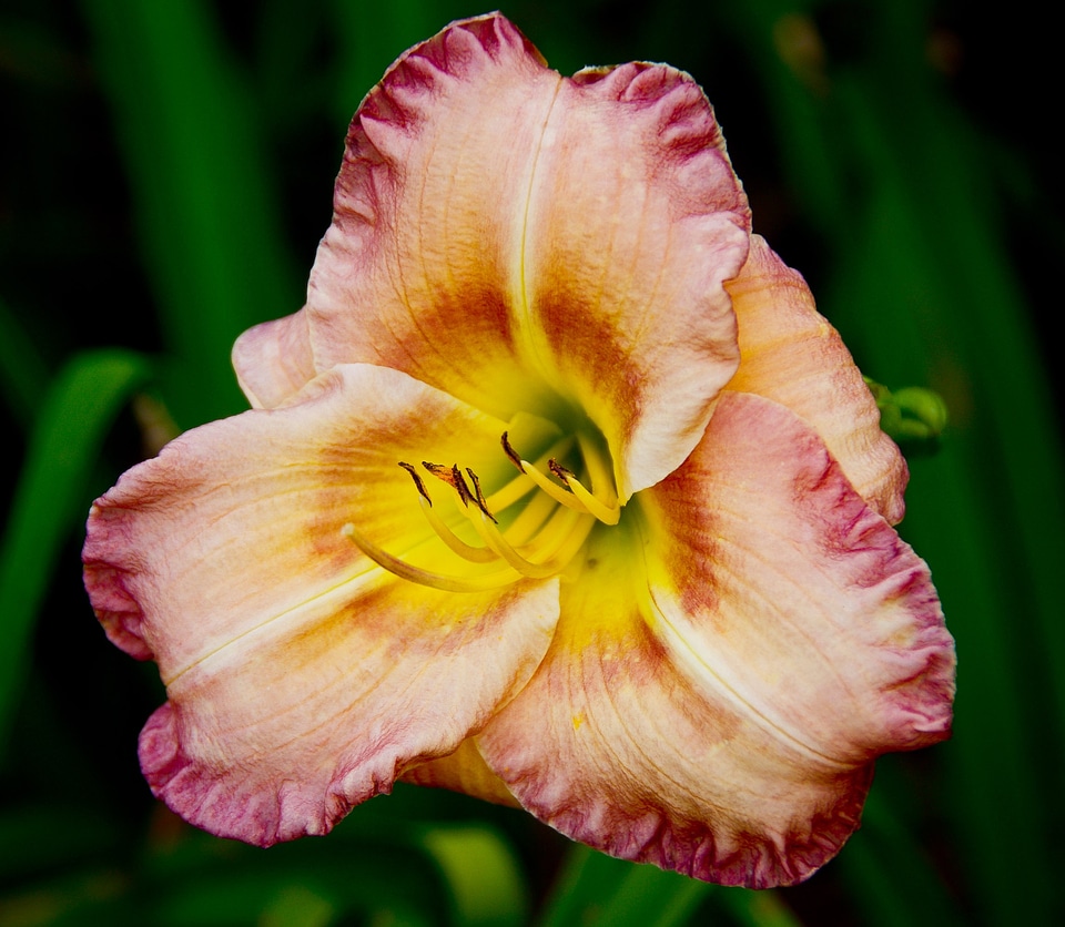 Pink yellow red