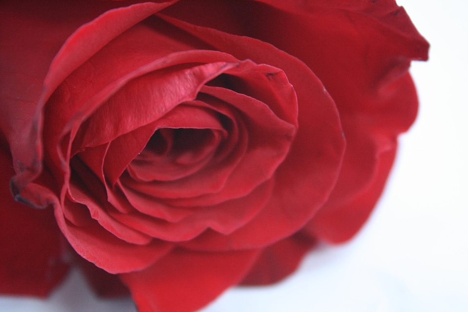 Rose flower red