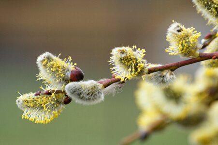 Free stock photo of catkin, nature, plant