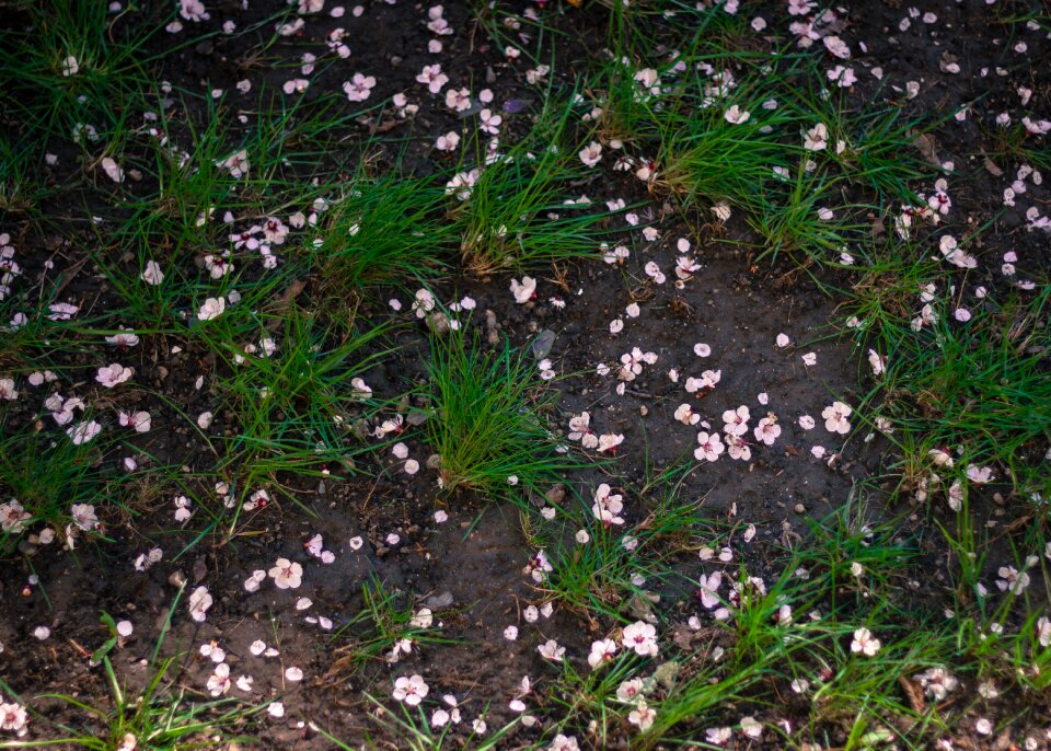 Free stock photo of dirt, flowers, grass