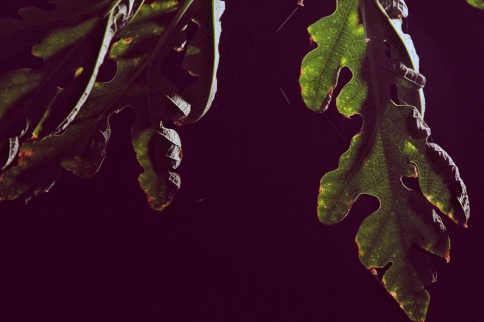 Free stock photo of nature, night