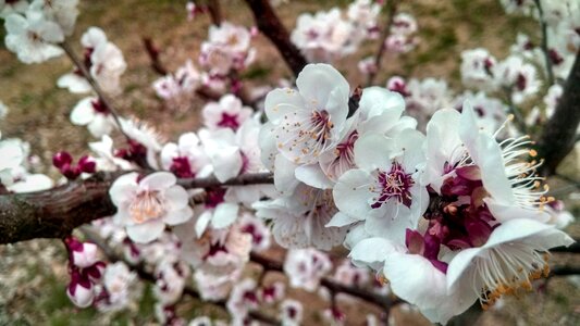 White and Purple Petaled Plant