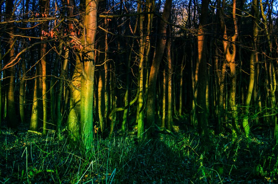 Free stock photo of dark, forest, light