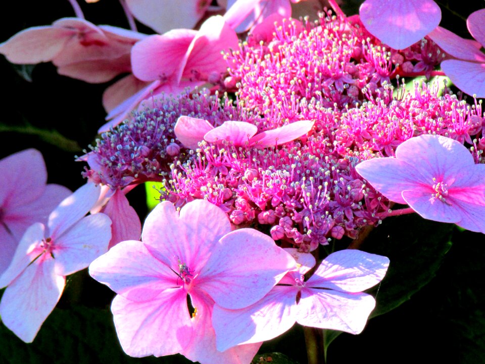 Free stock photo of bloom, blossom, close-up