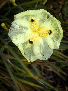 Free stock photo of flower, yellow photo