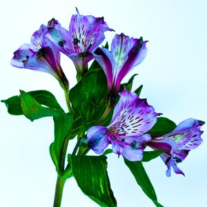 Free stock photo of blue, flower, macro photo