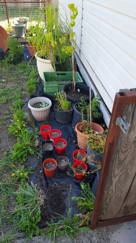 Free stock photo of garden, plants