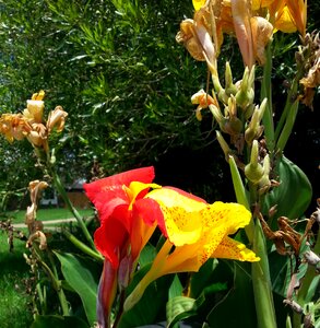 Free stock photo of canna, lily, plant