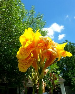 Free stock photo of canna, lily, plant photo