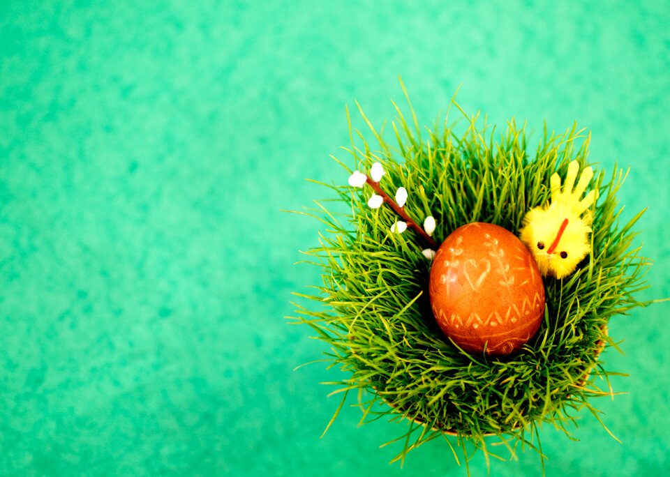 Free stock photo of catkin, chicken, easter