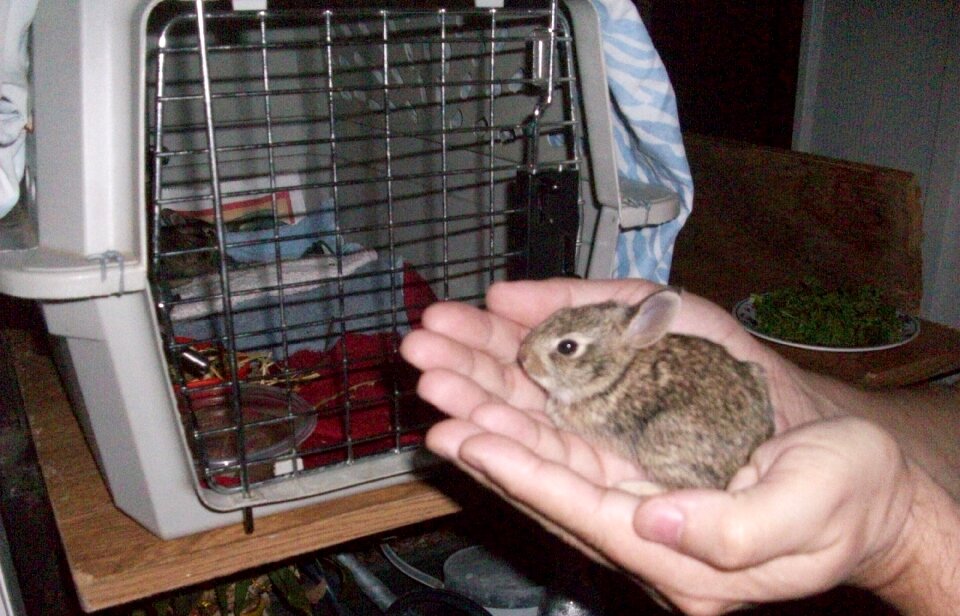 Free stock photo of bunnies, feed time, hand