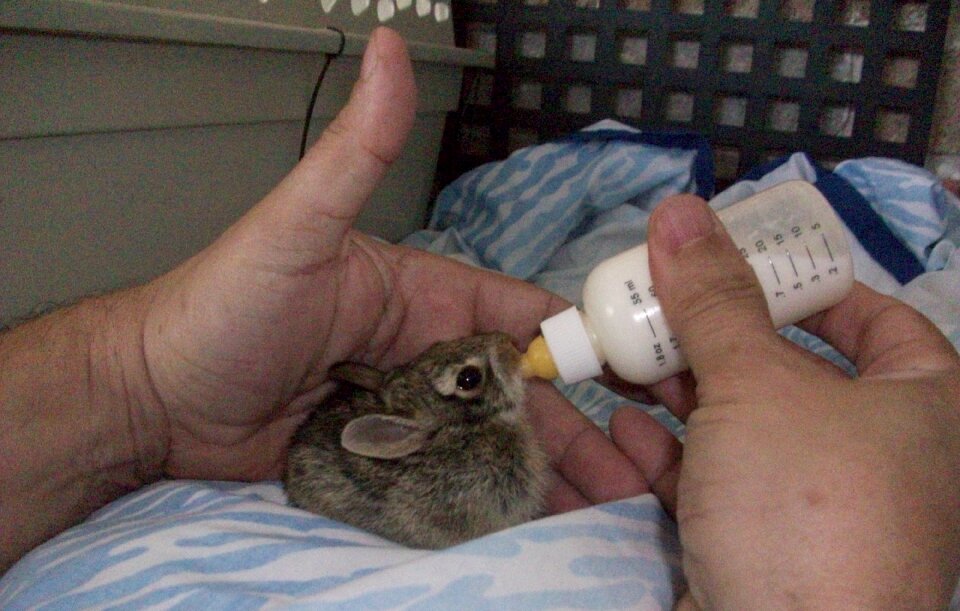 Free stock photo of bunnies, feed time, goat milk photo