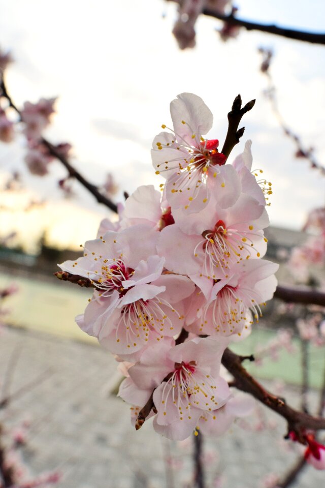 Free stock photo of bloom, blossom, cherry