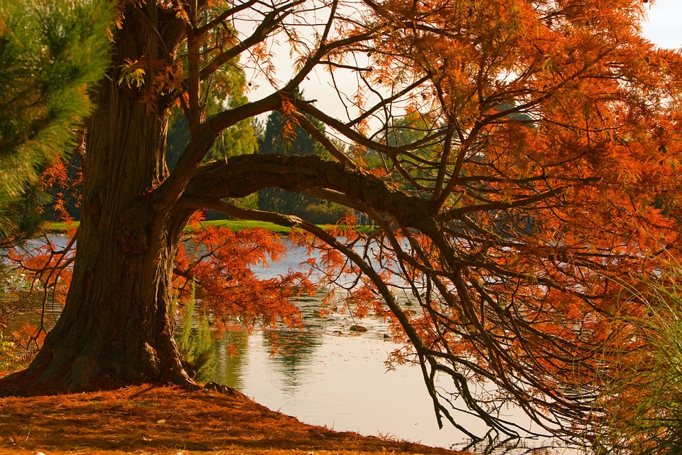 Colorful autumn mood tree photo