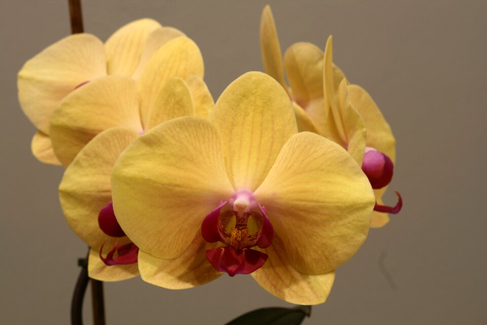 Free stock photo of flower, orchid