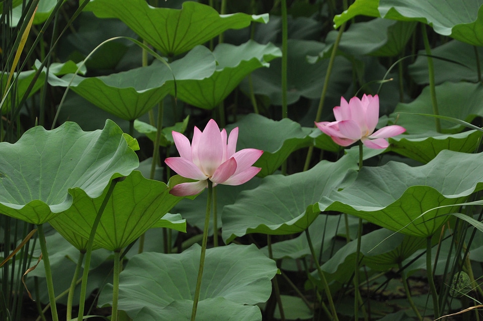 Flowers lotus leaf green leaf