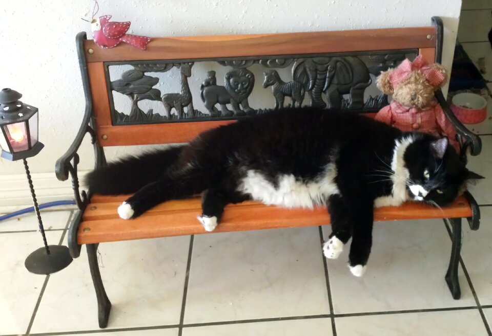 Free stock photo of bench, cat, fluffy