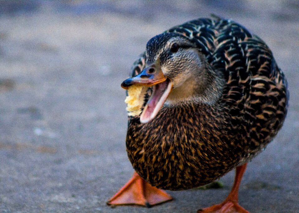 Free stock photo of animal, canon, eat