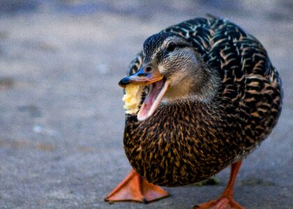 Free stock photo of animal, canon, eat