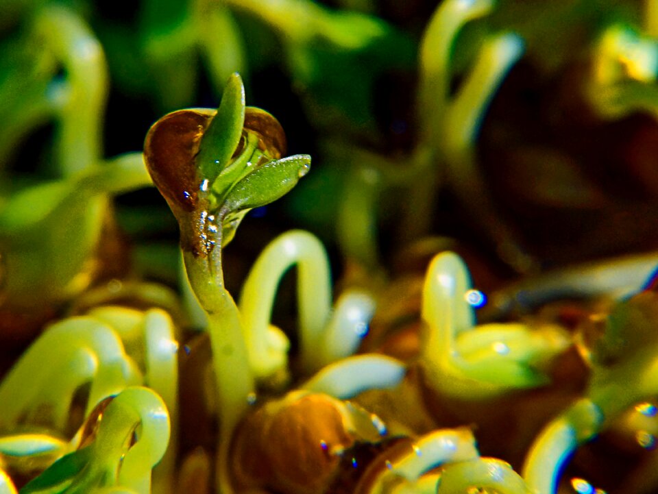 Free stock photo of garden cress, green, macro