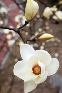 Free stock photo of bloom, blossom, flower