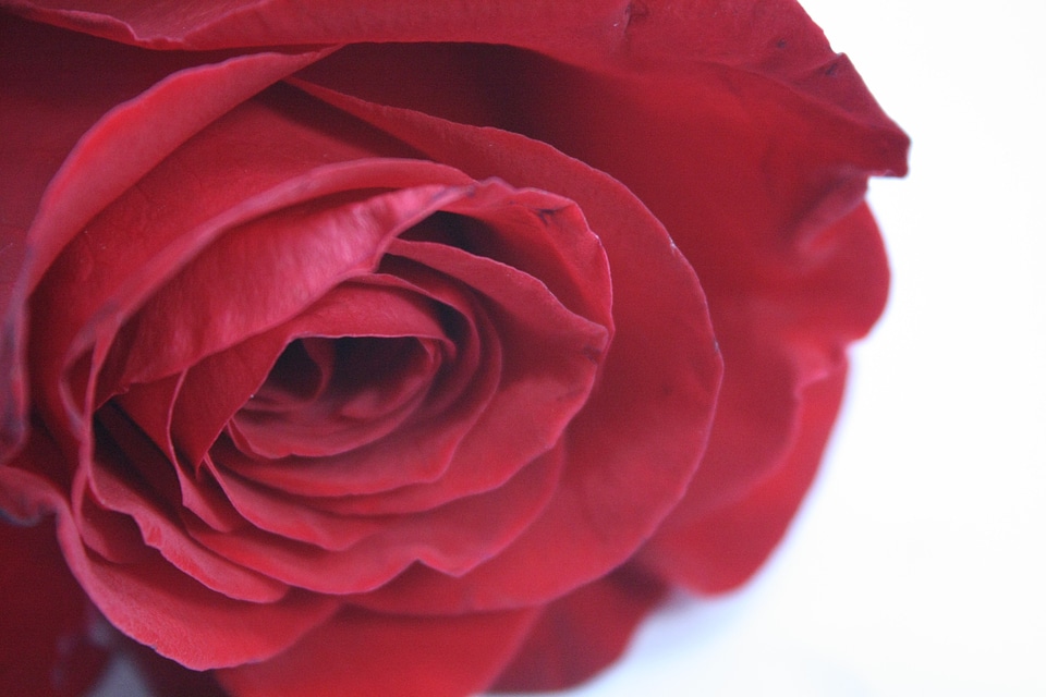Rose red flower