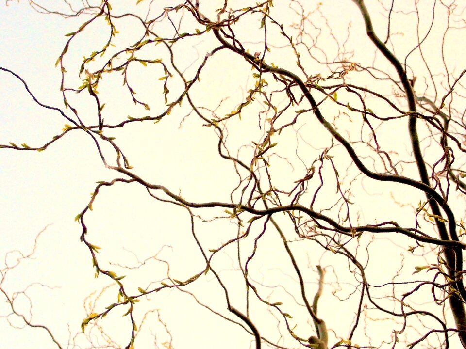 Free stock photo of branches, hazelnut, theme easter