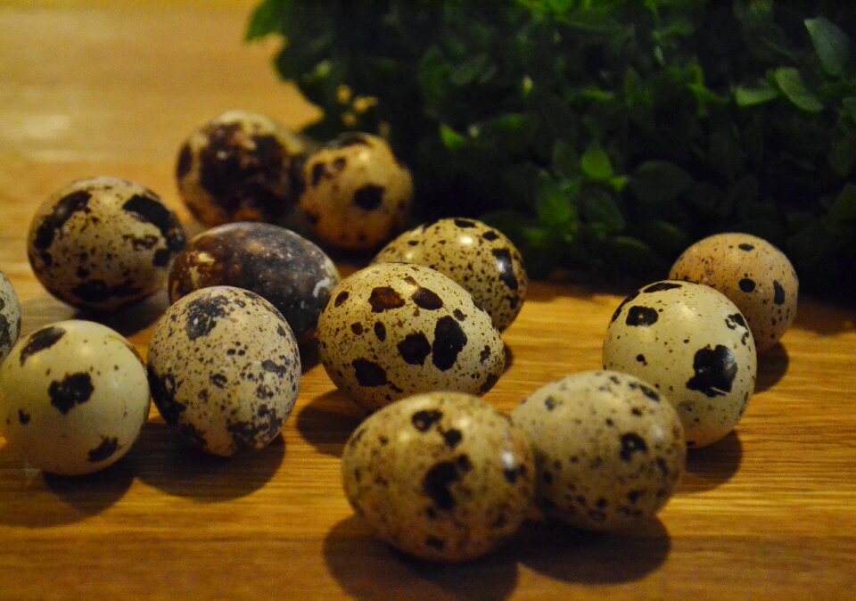 Free stock photo of eggs, quail, theme easter