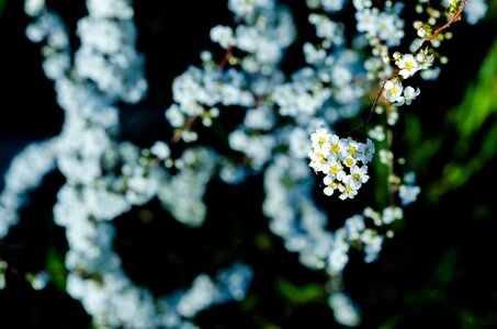 Free stock photo of flower, flowers, plants