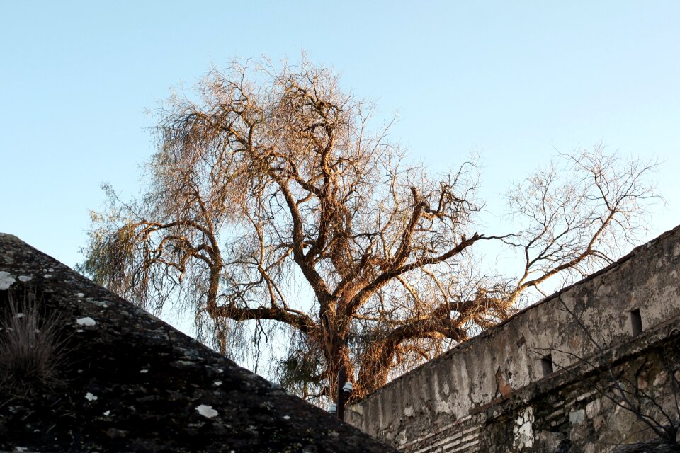 Free stock photo of envelope, oldest, tree
