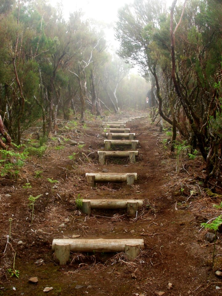 Free stock photo of forest, theme staircase, trail