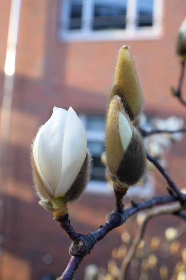 Free stock photo of bloom, blossom, blossoms