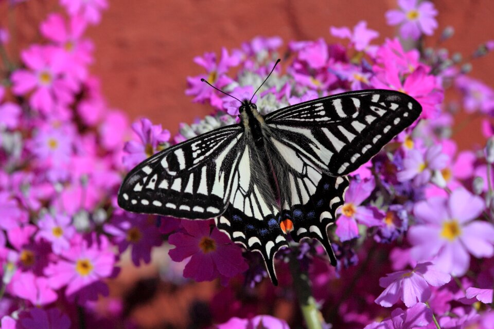 White and Black Butterfly on Pink White and Yellow Flowers