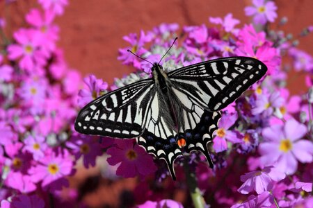 White and Black Butterfly on Pink White and Yellow Flowers photo