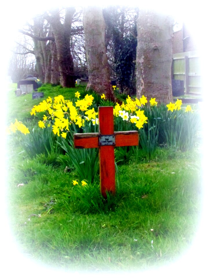 Free stock photo of churchyard, cross, daffodil