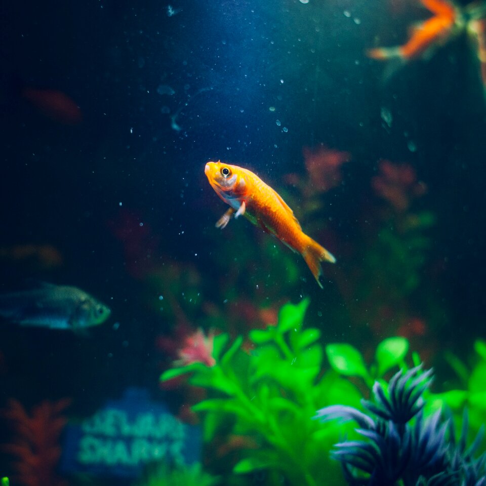 Gold Fish photo