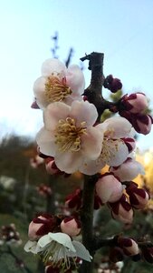 Free stock photo of blossom, cherry, flower photo