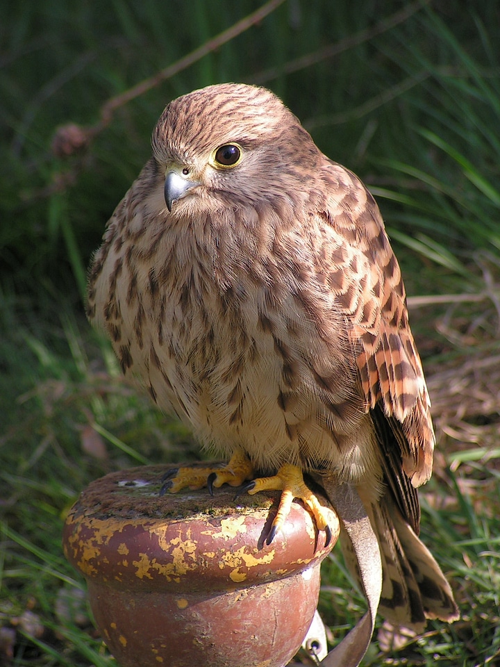 Falconry sitting breeding raptors photo