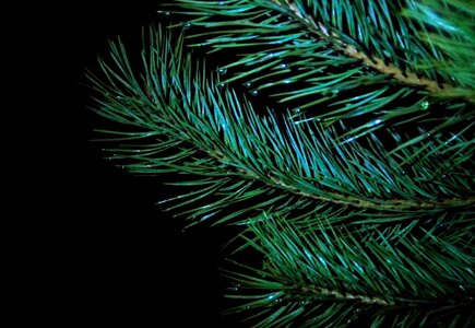 Free stock photo of night, pine photo