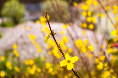Free stock photo of canon, flower, nature